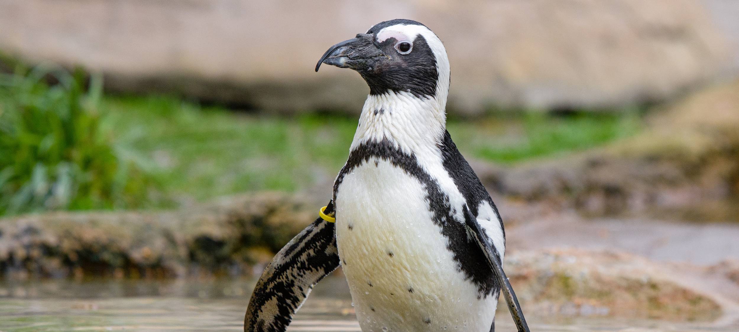 Erwachsener Brillenpinguin / Quelle: Zoo Duisburg / M. Appel
