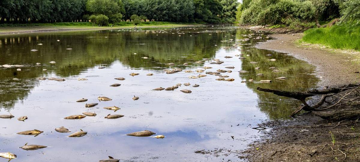 Tote Fische in der Roos in Friemersheim
