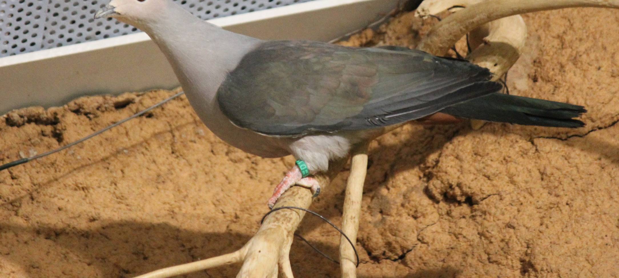 Junge Inselfruchttauben im Zoo Duisburg