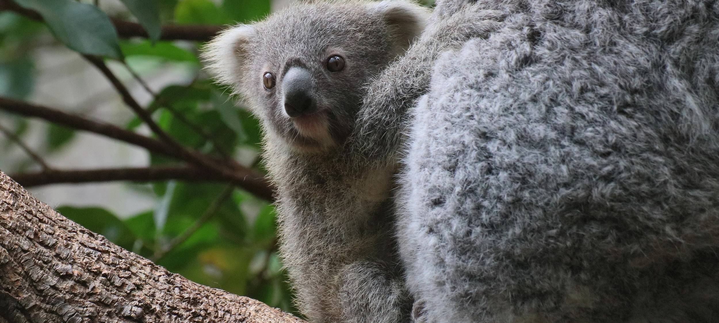 Duisburger Zoo: Koala-Nachwuchs zu sehen