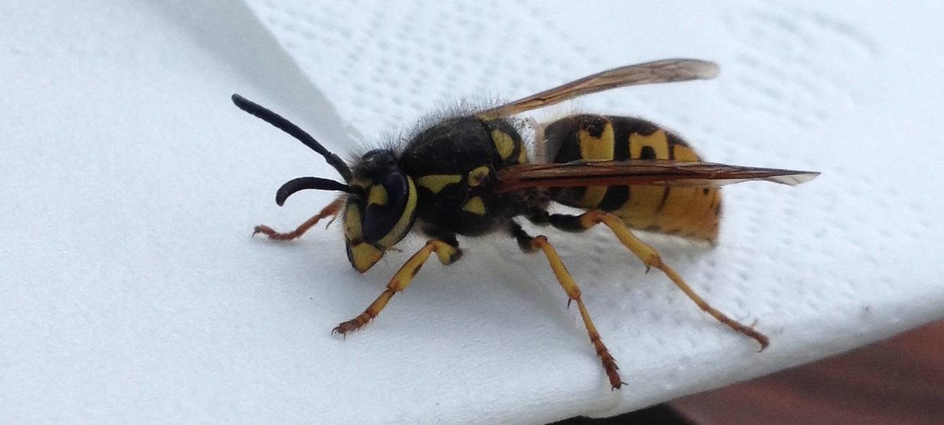 Nur wenige Wespen und Schmetterlinge in Duisburg