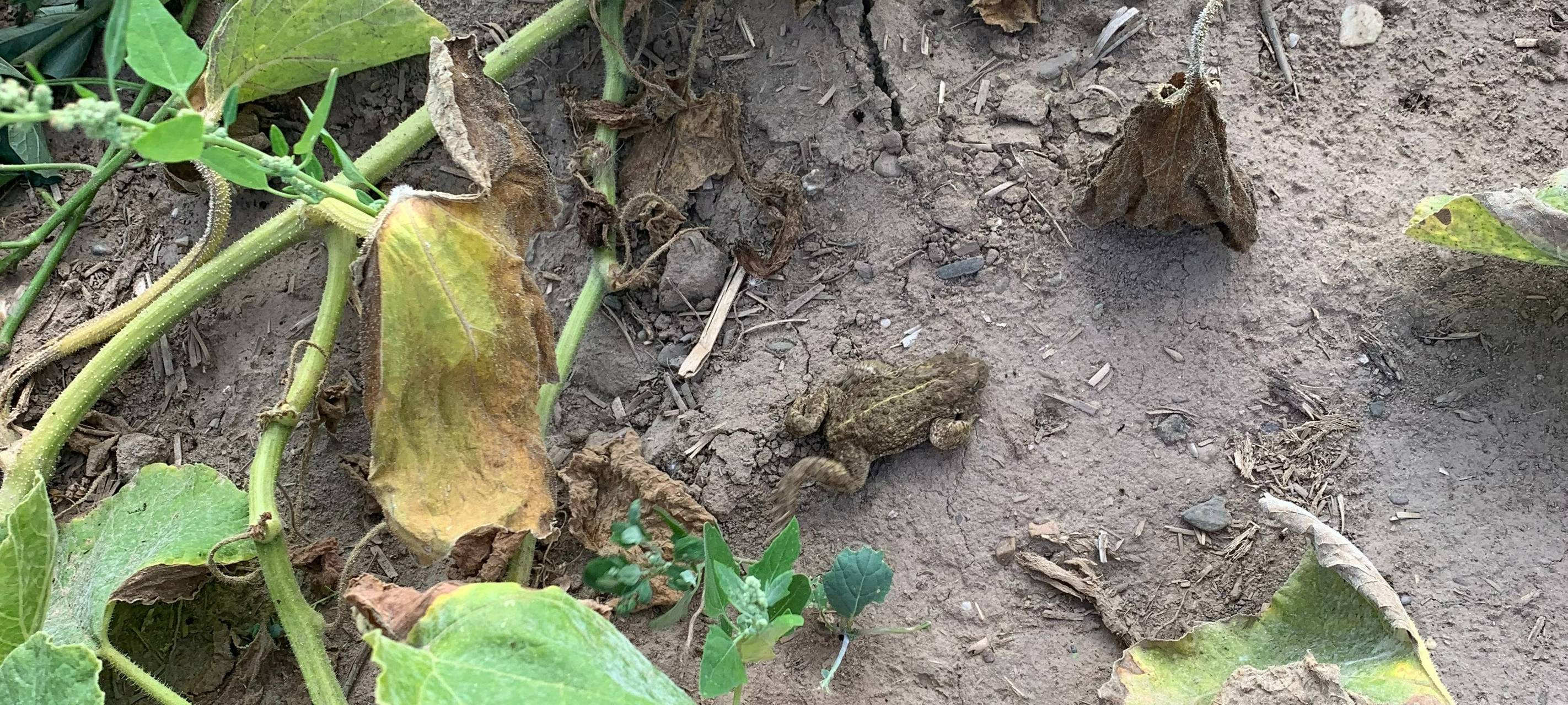 Amphibienwanderung in Duisburg