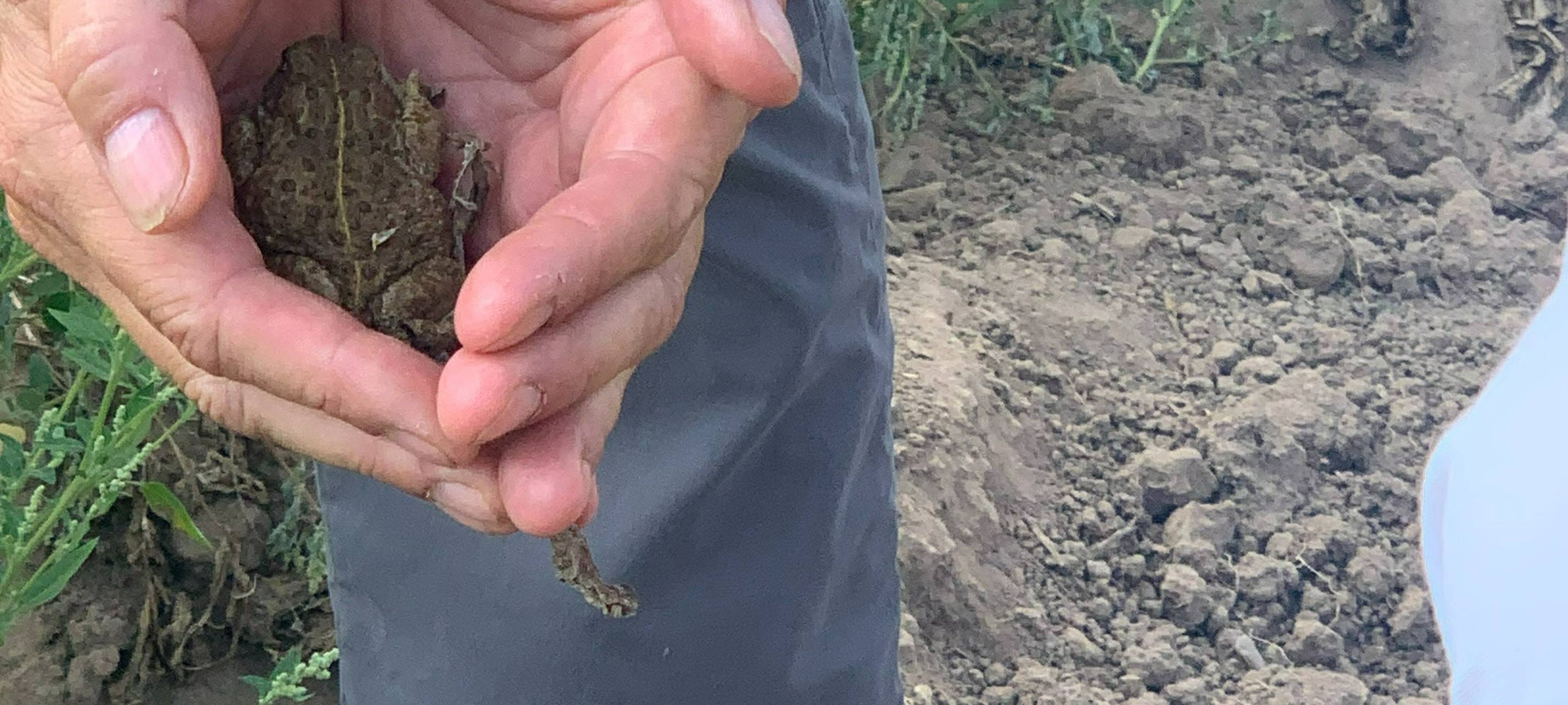 Duisburg: Honigmelone aus dem Mietgarten