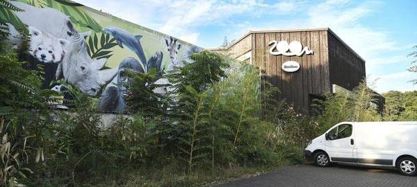 Trauer im Zoo: Tiger El-Roi ist tot