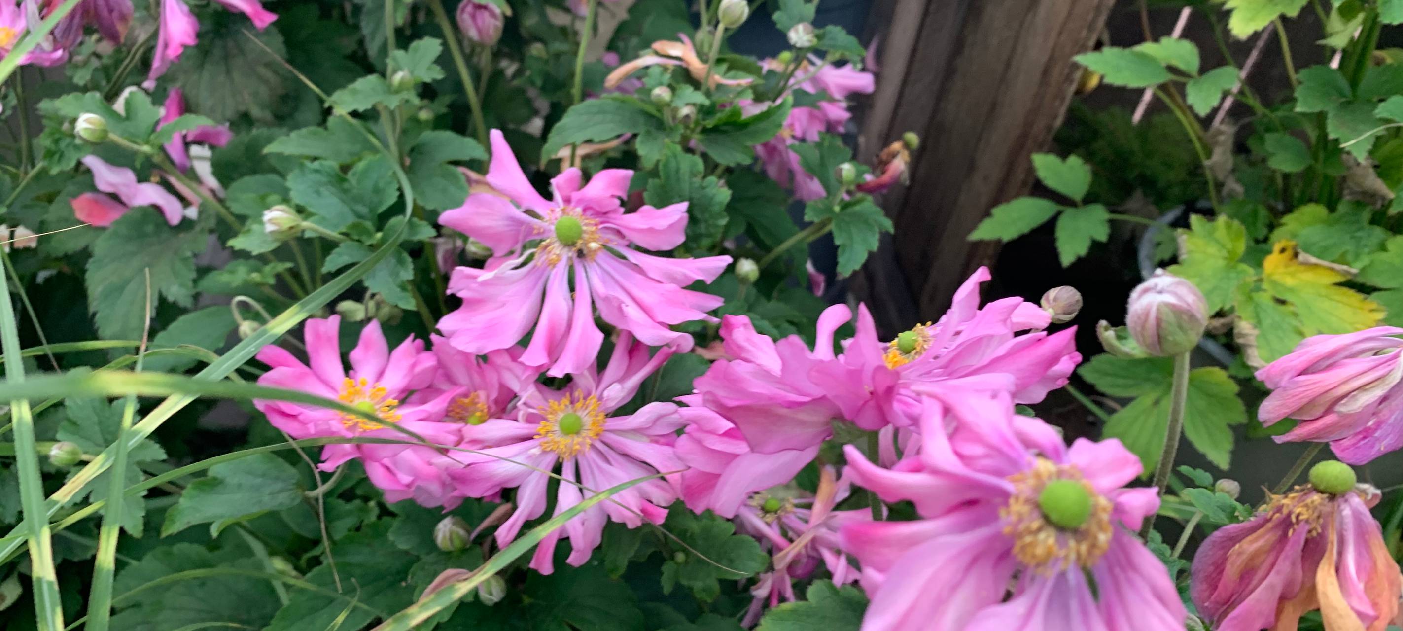 Herbstzeit ist Pflanzzeit - Wie ihr euren Garten fit macht