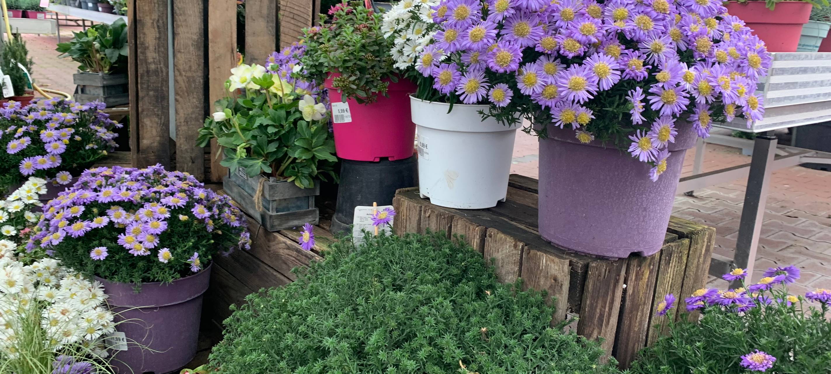 Herbstzeit ist Pflanzzeit - Wie ihr euren Garten fit macht