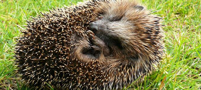 Igelrettung in Duisburg