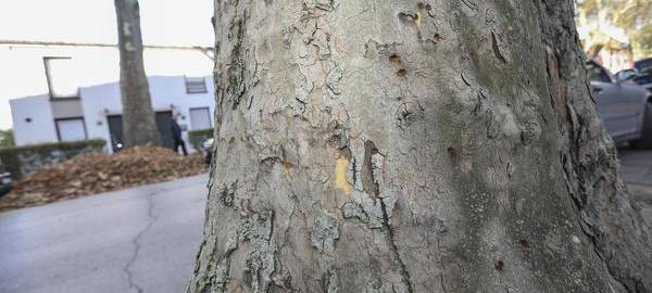 Nach Giftanschlag: Platanen an der Sommerstraße sterben ab