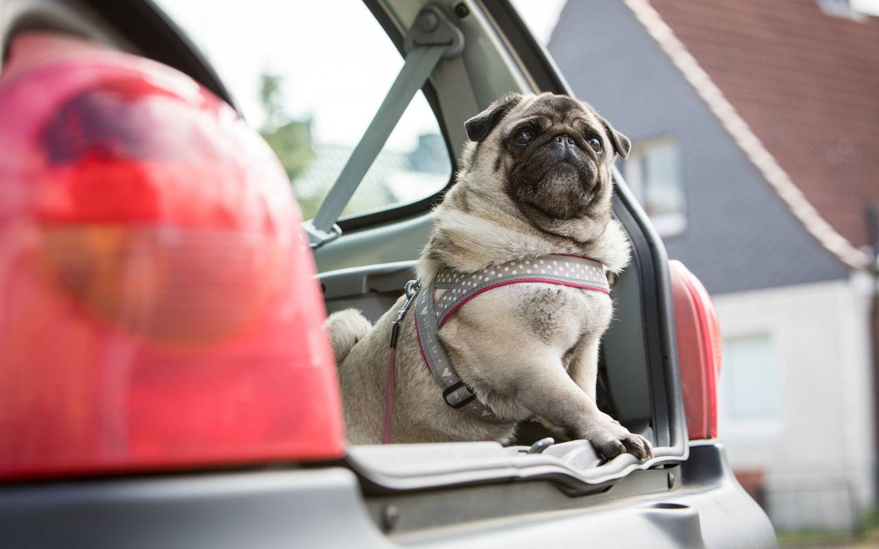 Bei der Reise mit dem Auto muss der Hund gesichert werden.