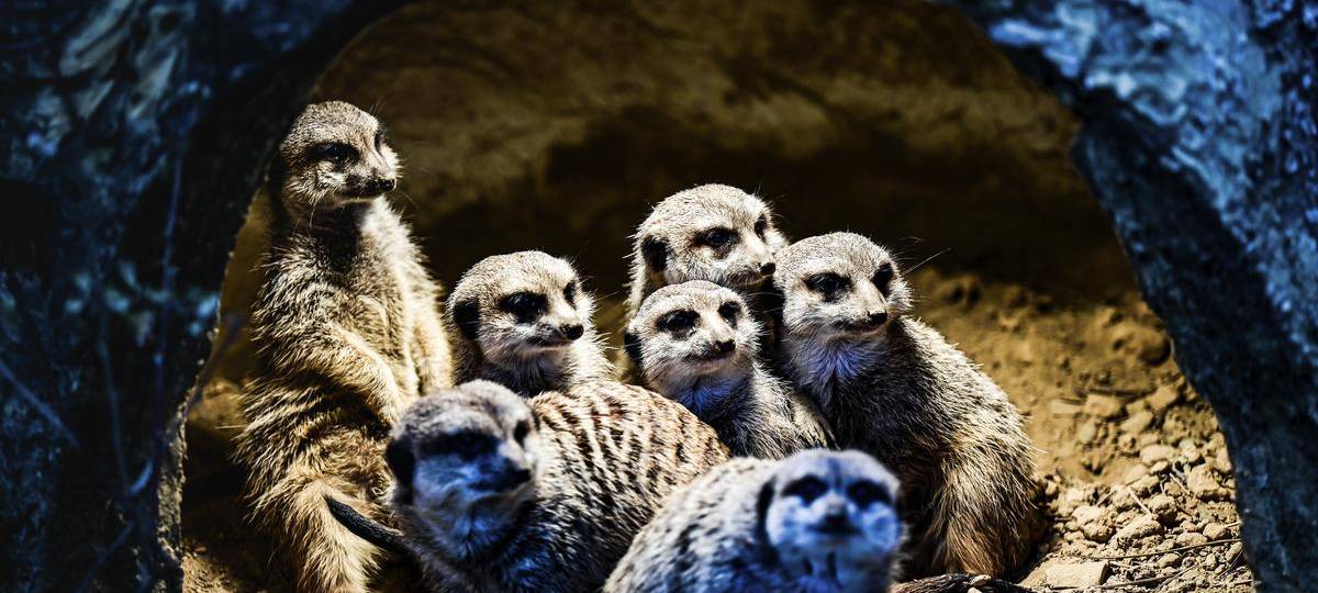 Zoo Zajac wieder im Visier der Tierschützer