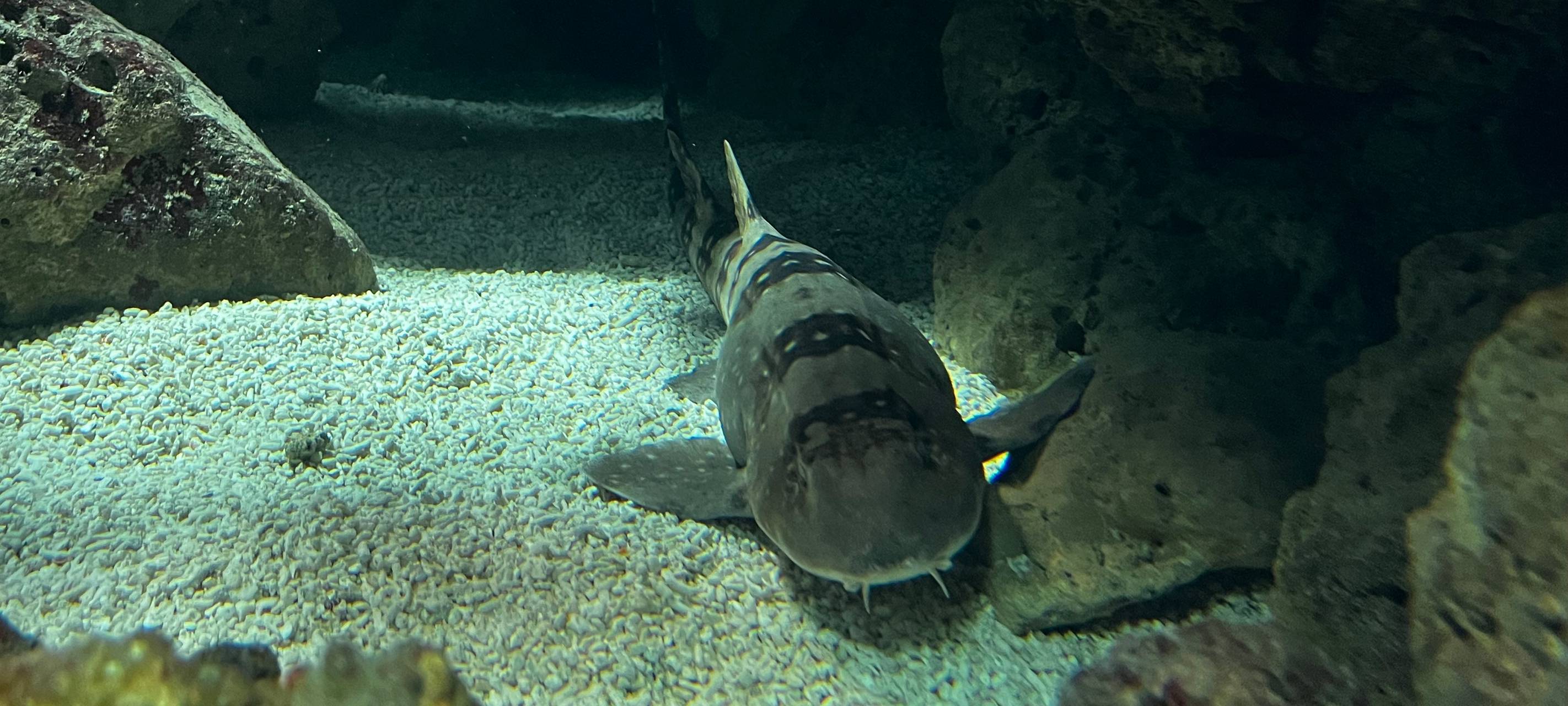 Zoo Duisburg: Bambushaie bekommen Nachwuchs