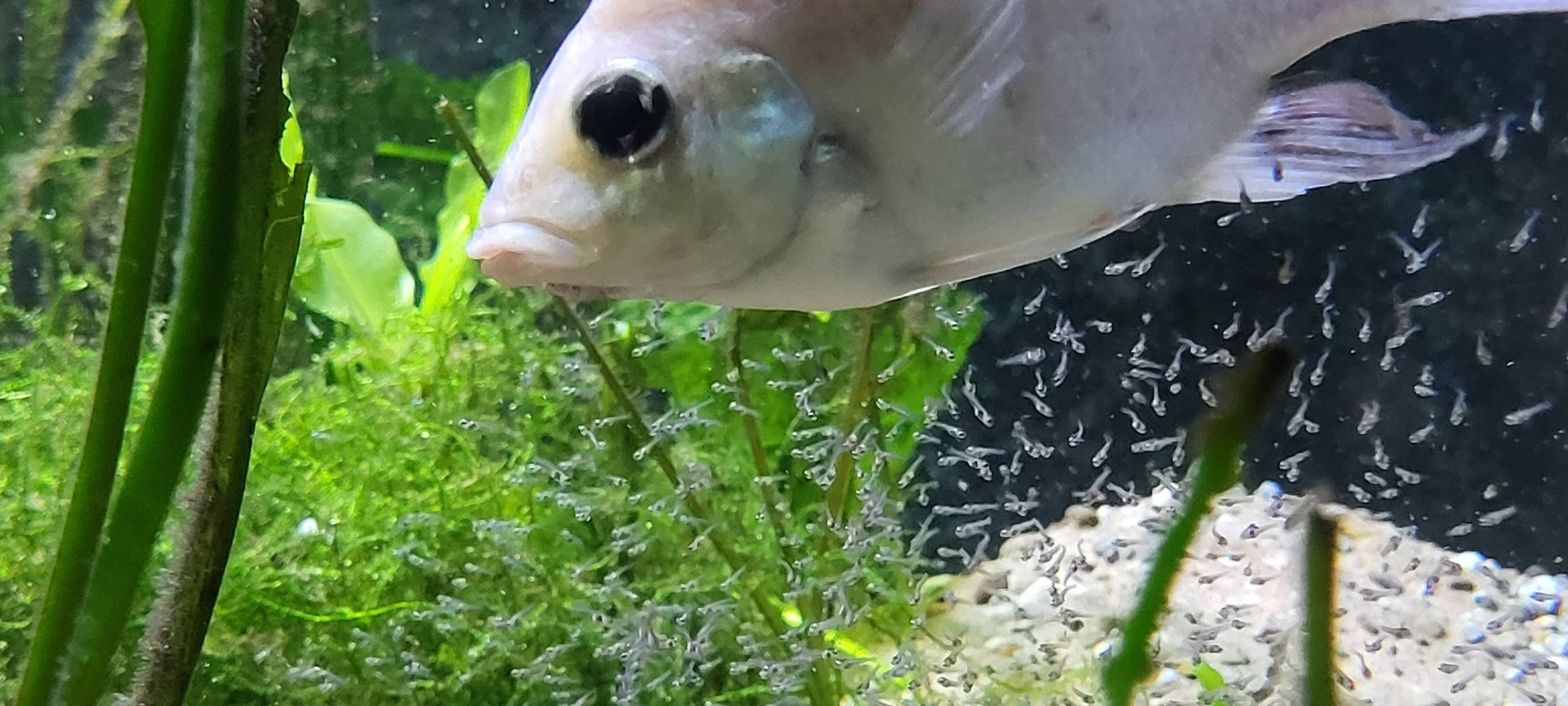 Zuchterfolg im Zoo: Hunderte kleine Mangarahara-Buntbarsche geschlüpft