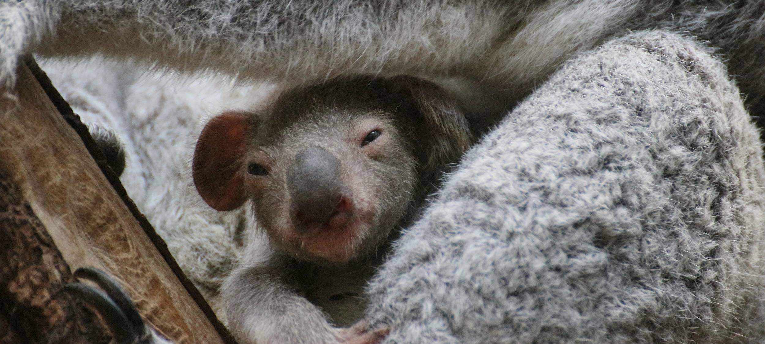 Koalababy im Zoo Duisburg
