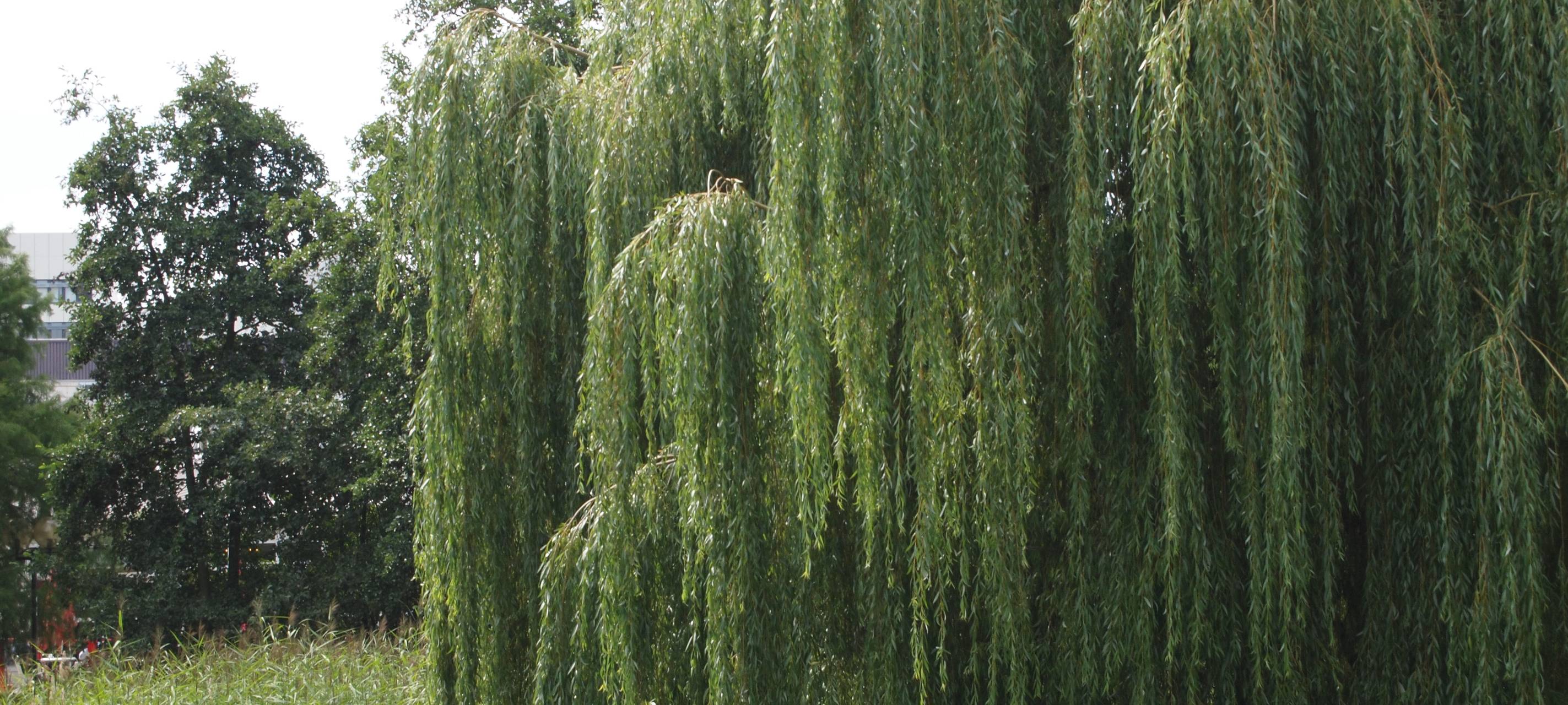 Pollensaison startet früh