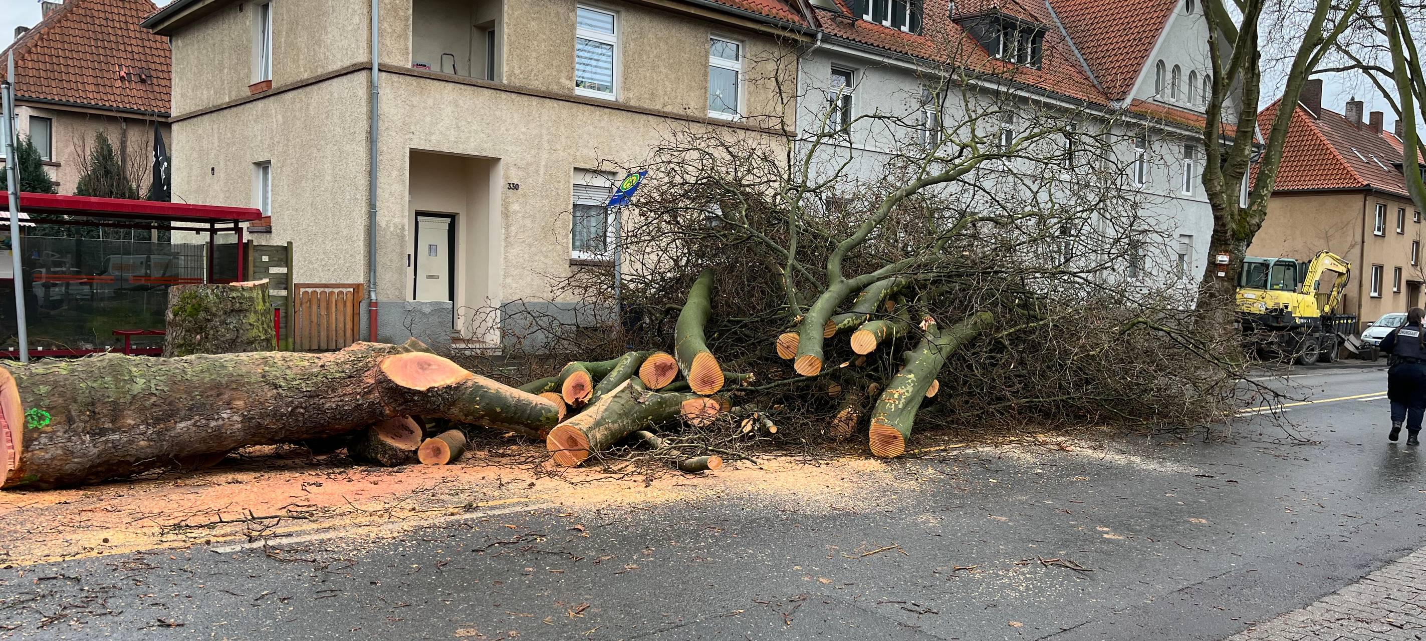 Duisburg-Wedau: Bäume trotz Protest gefällt