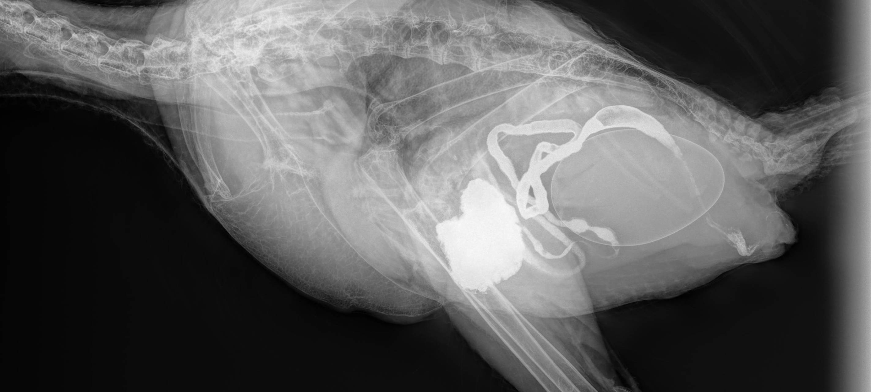 Neues Röntgengerät für Zoo