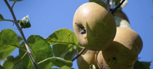 Wirtschaftsbetriebe verschenken Obstbäume
