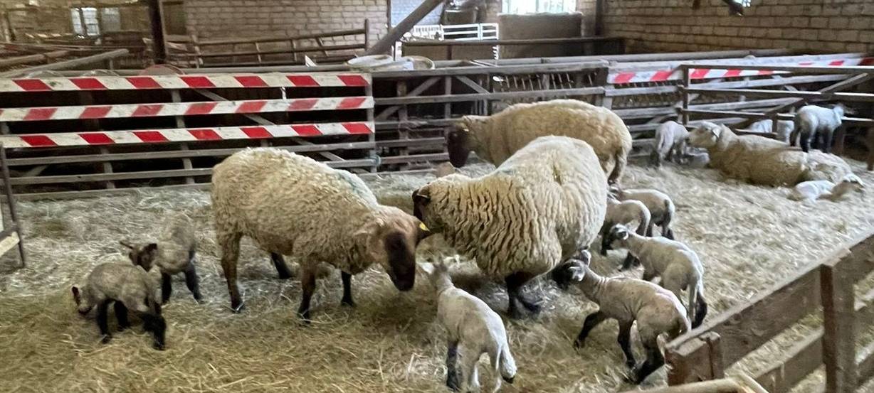 Osterlämmer in Meiderich