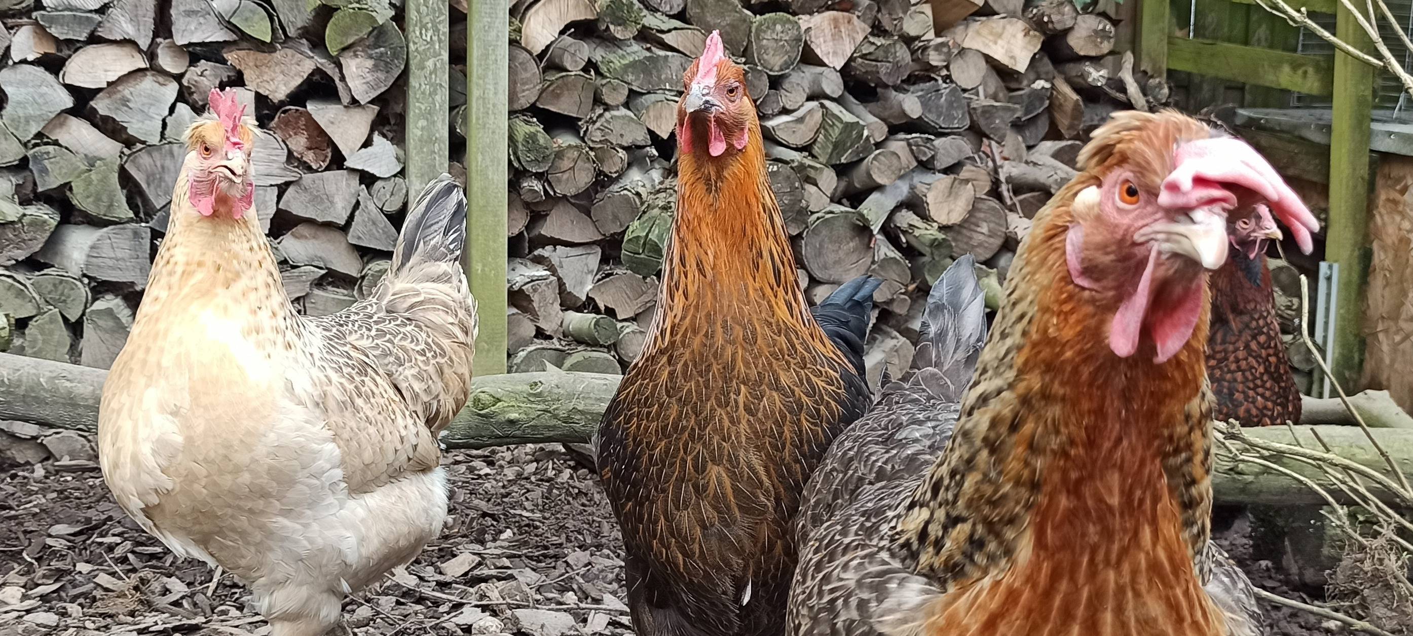 Osterhühner in Huckingen