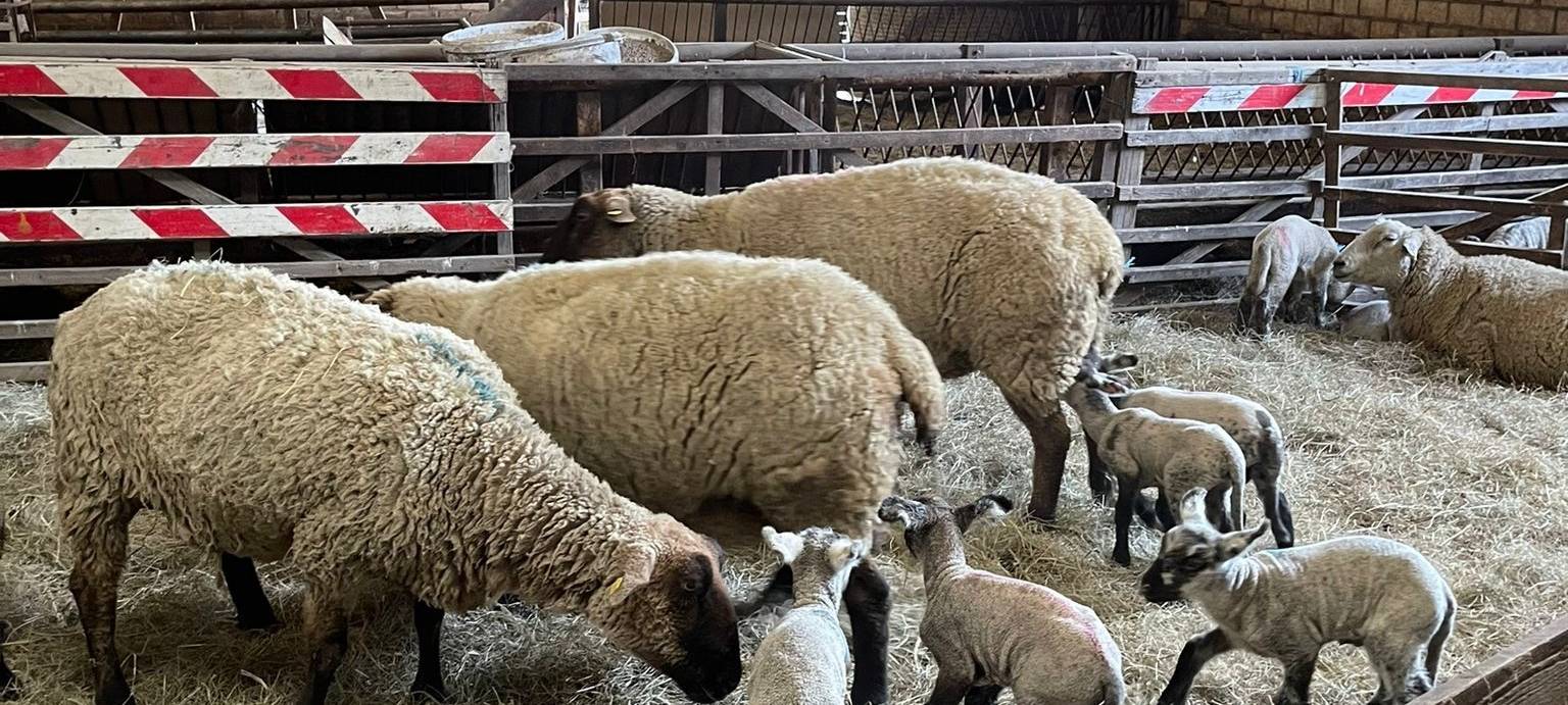 Osterlämmer in Meiderich