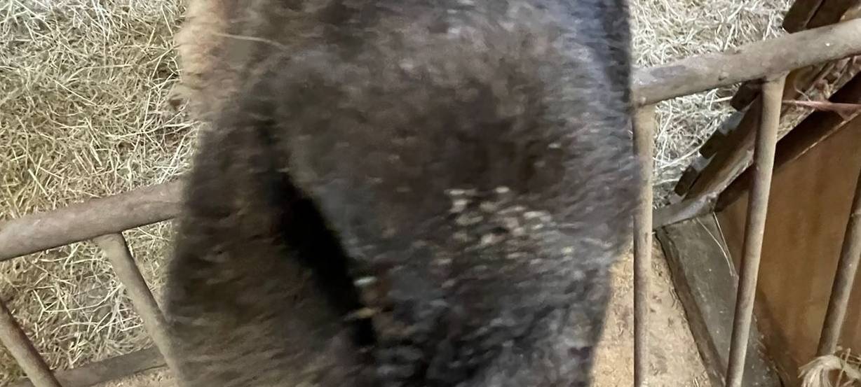 Osterlämmer in Meiderich