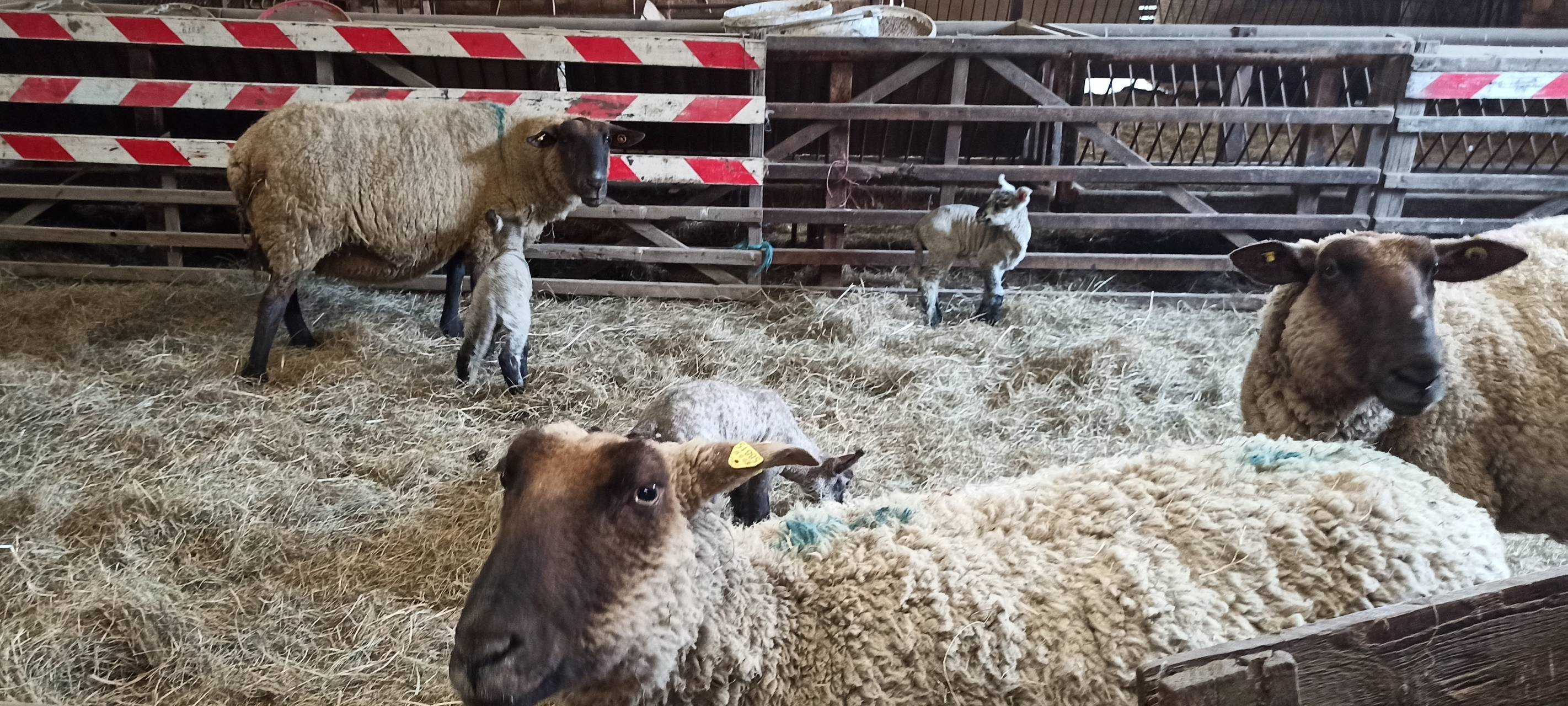 Osterlämmer in Meiderich