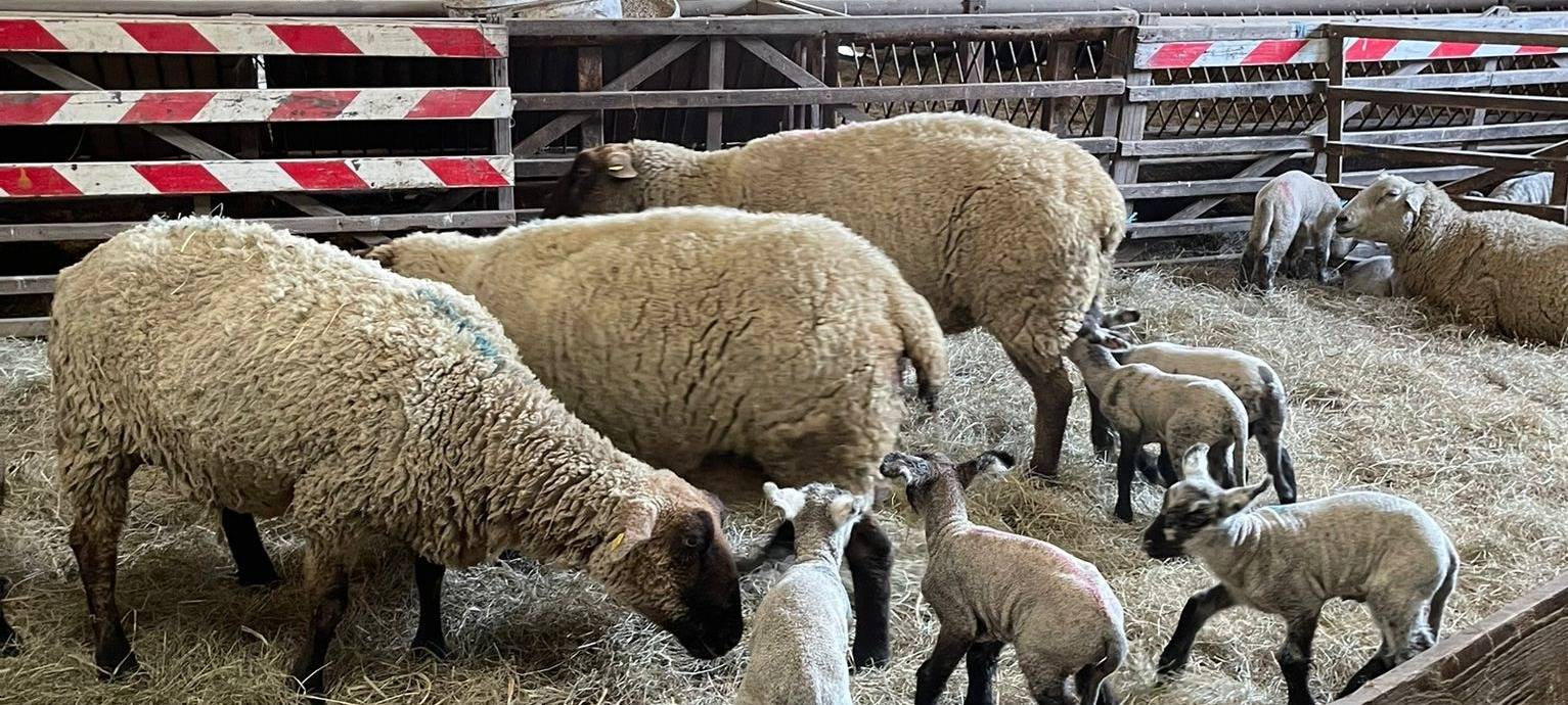 Osterlämmer in Meiderich