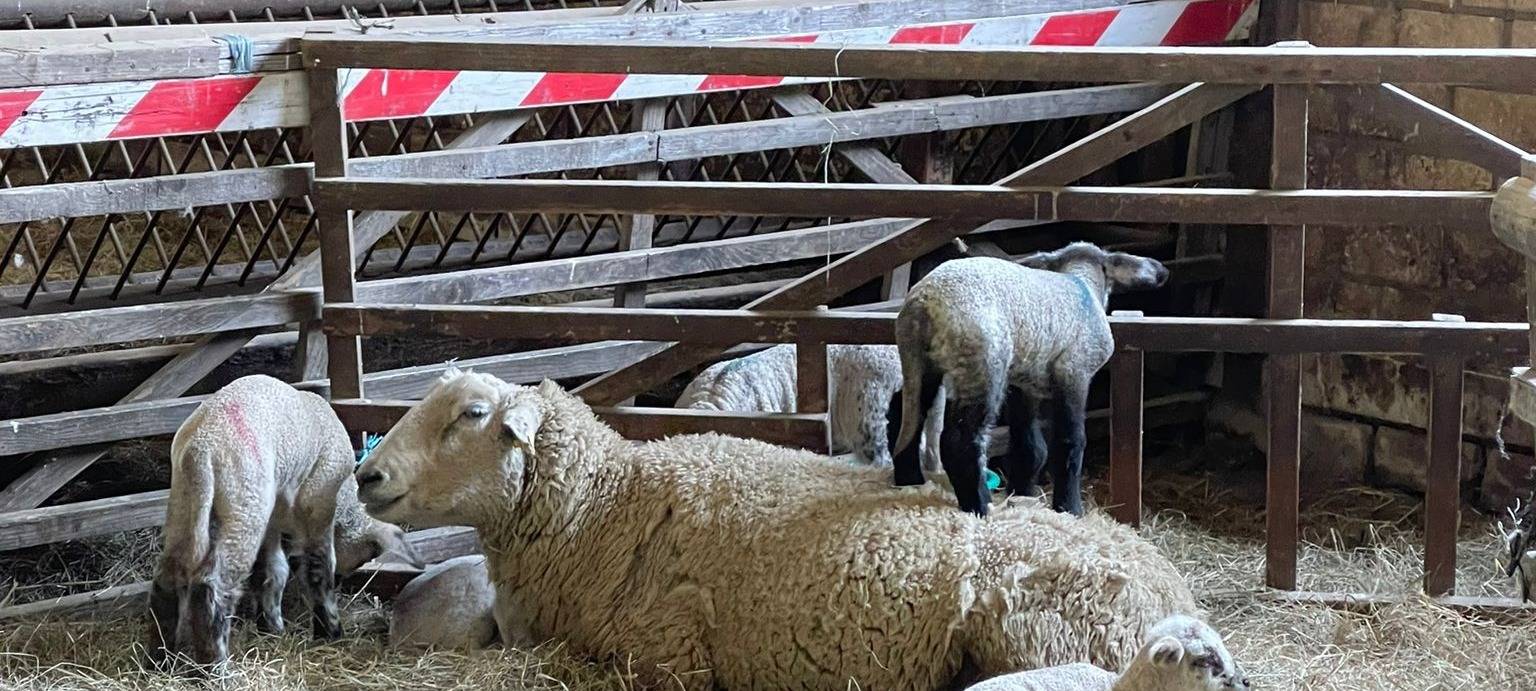 Osterlämmer in Meiderich