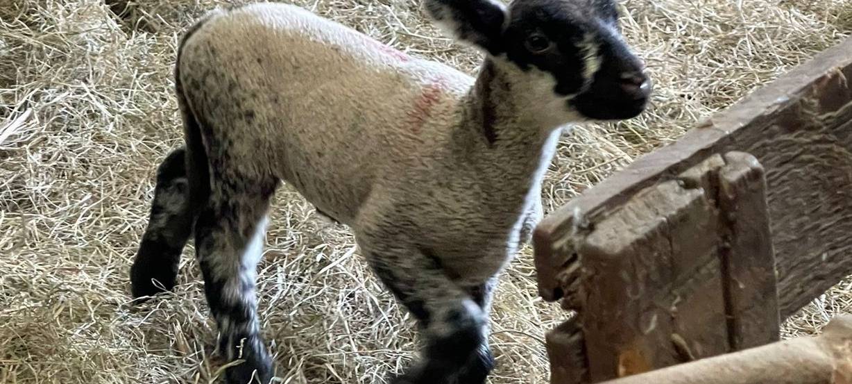 Osterlämmer in Meiderich