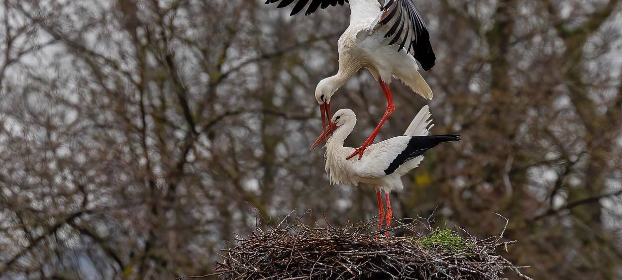 Störche zurück am Steinschenhof