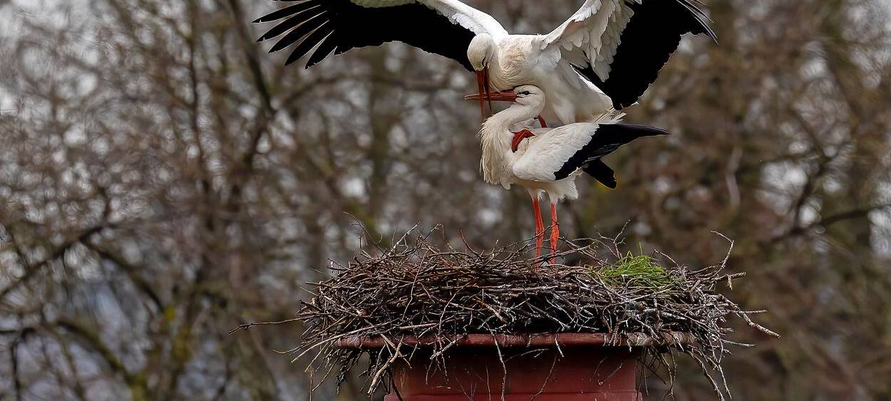 Störche zurück am Steinschenhof