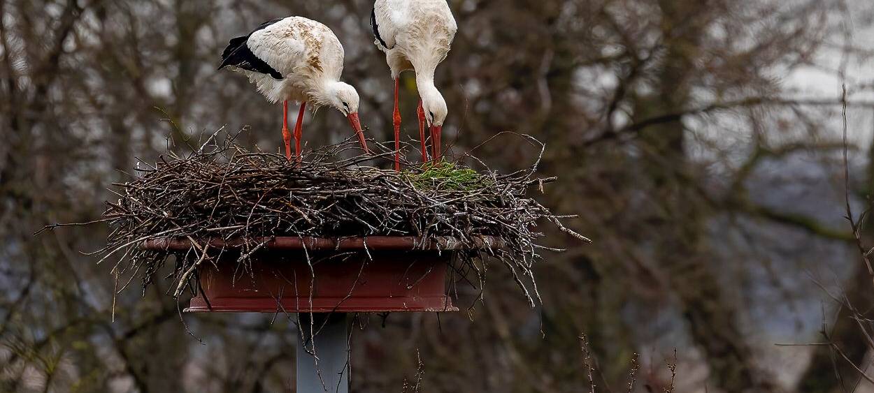 Störche zurück am Steinschenhof