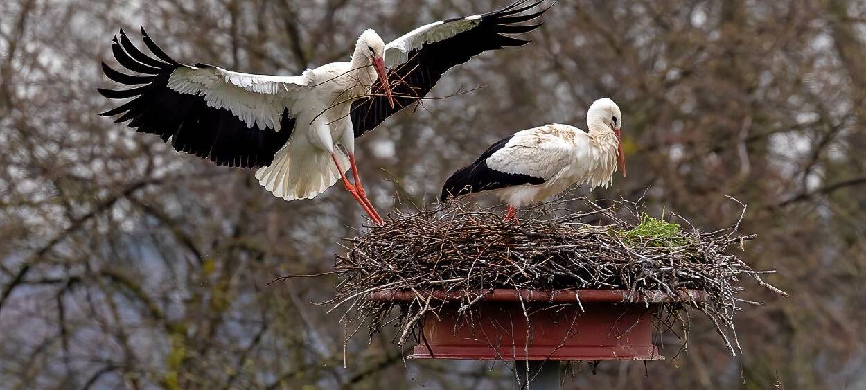 Störche zurück am Steinschenhof