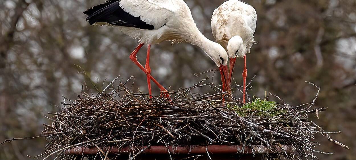 Störche zurück am Steinschenhof