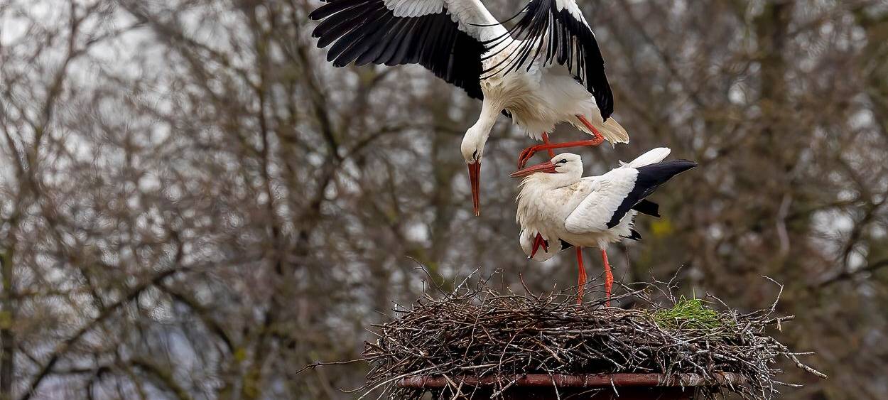 Störche zurück am Steinschenhof
