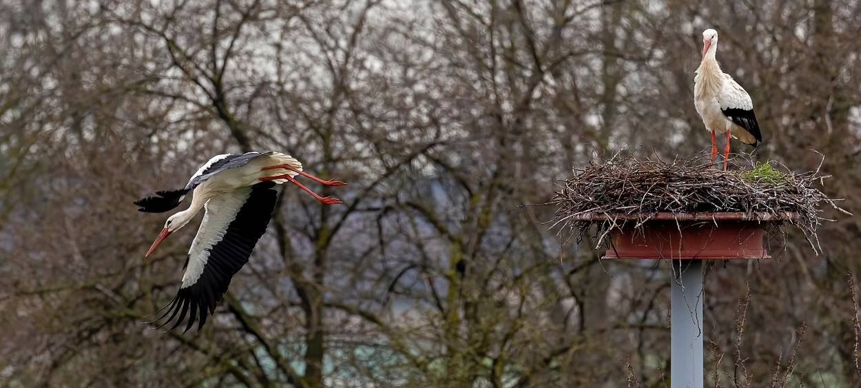 Störche zurück am Steinschenhof