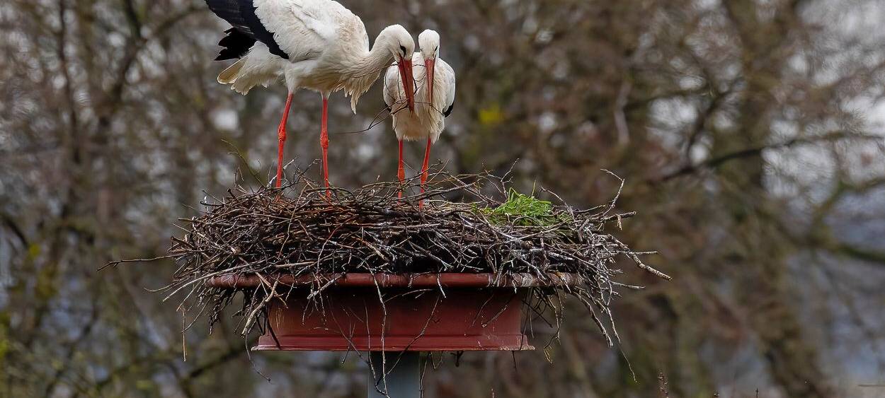Störche zurück am Steinschenhof
