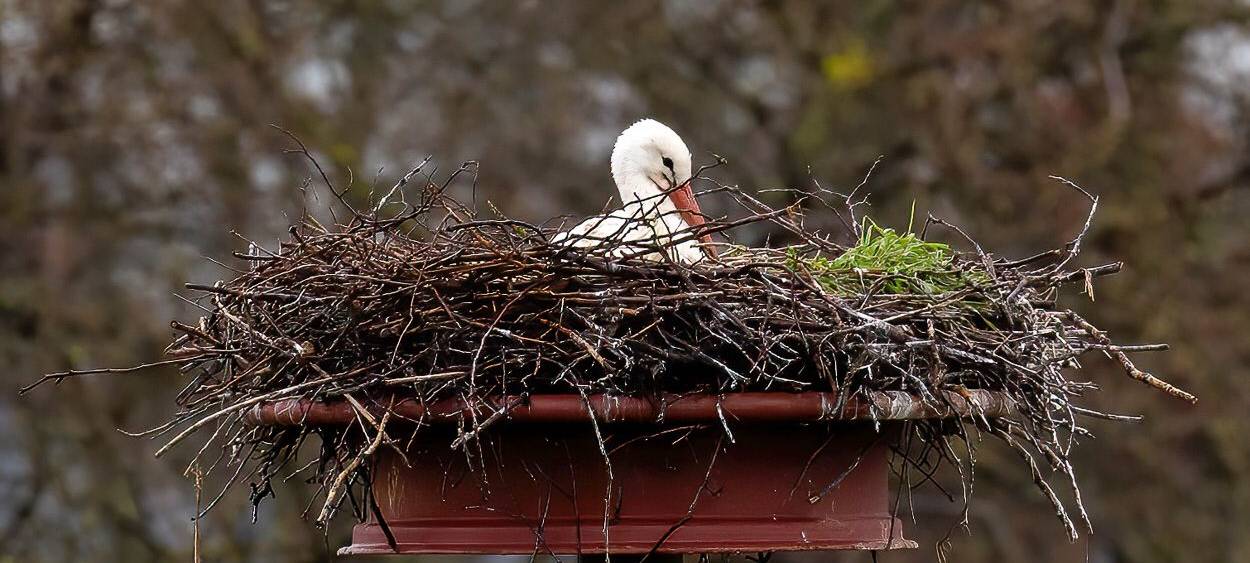 Störche zurück am Steinschenhof