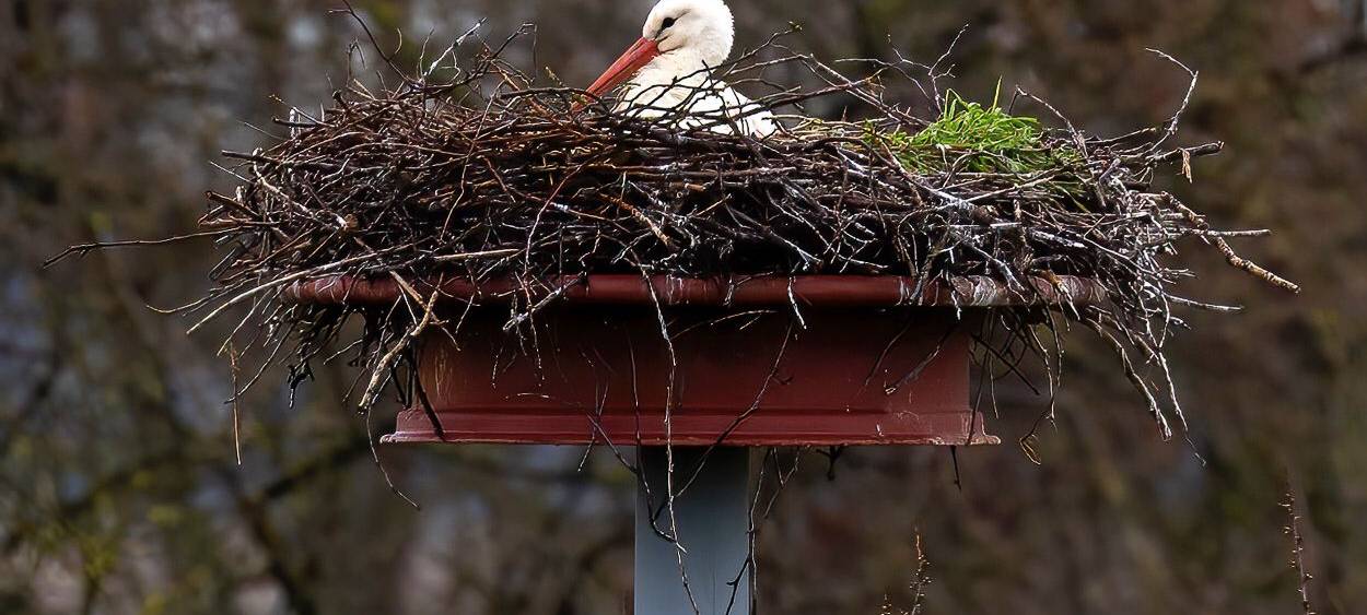 Störche zurück am Steinschenhof