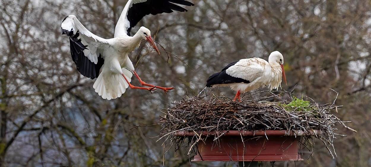 Störche zurück am Steinschenhof