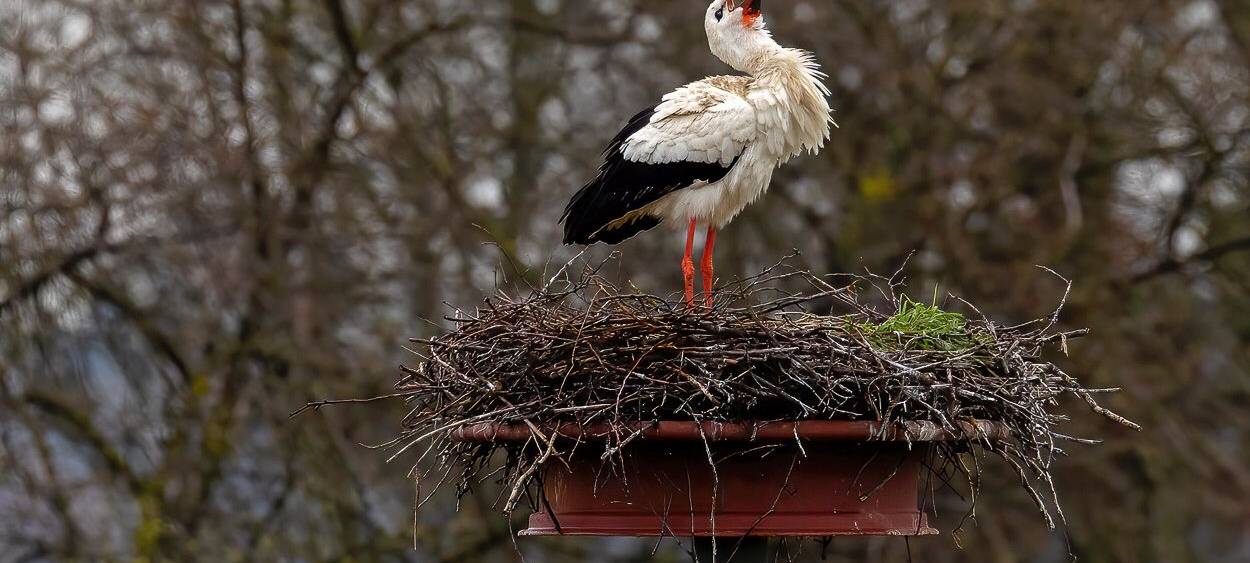 Störche zurück am Steinschenhof