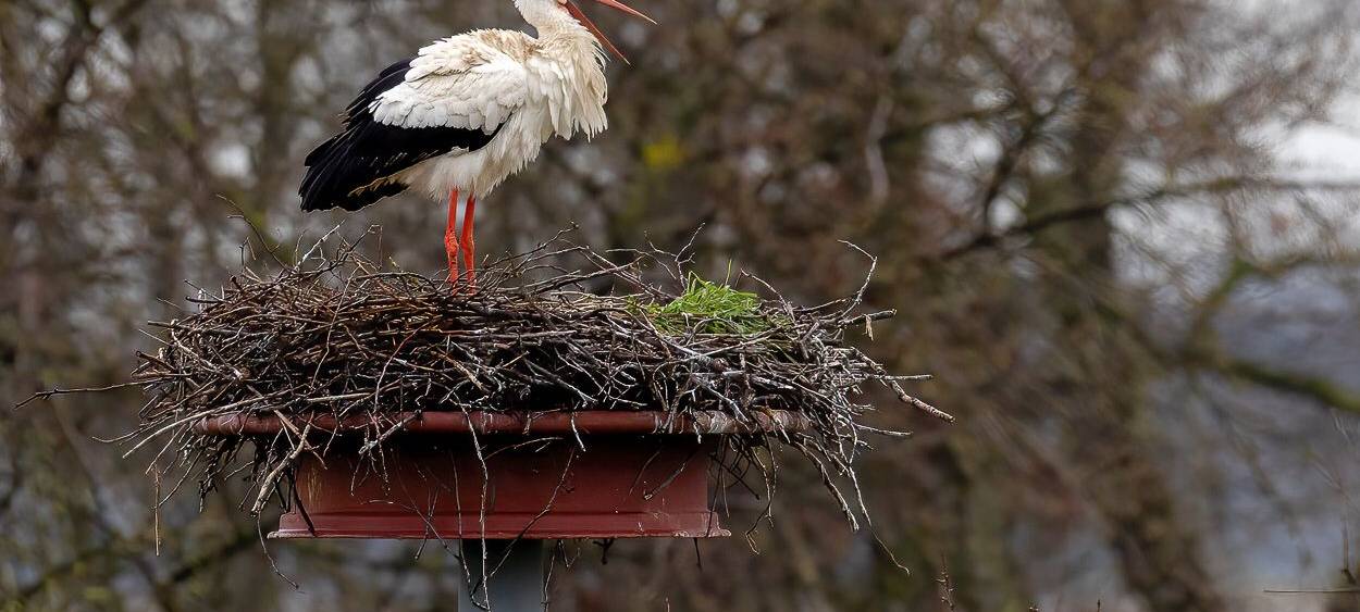 Störche zurück am Steinschenhof