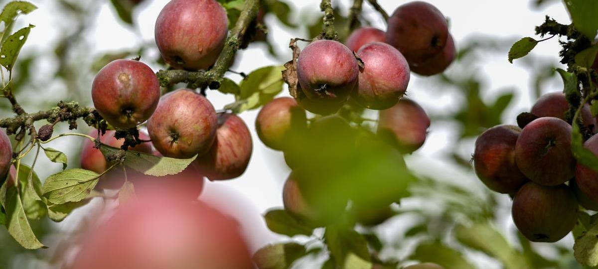 Stadt verschenkt wieder 3000 Obstbäume