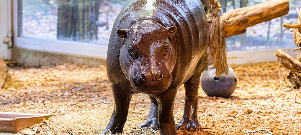 Duisburger Zwergflusspferd-Dame Mudiwa zieht nach Frankreich