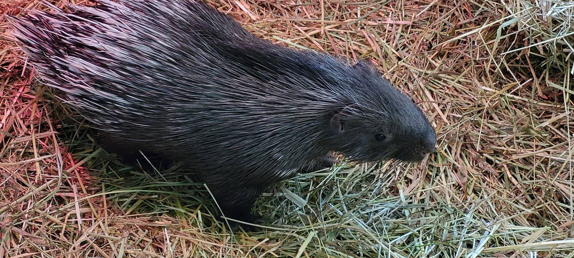 Nachwuchs im Duisburger Zoo