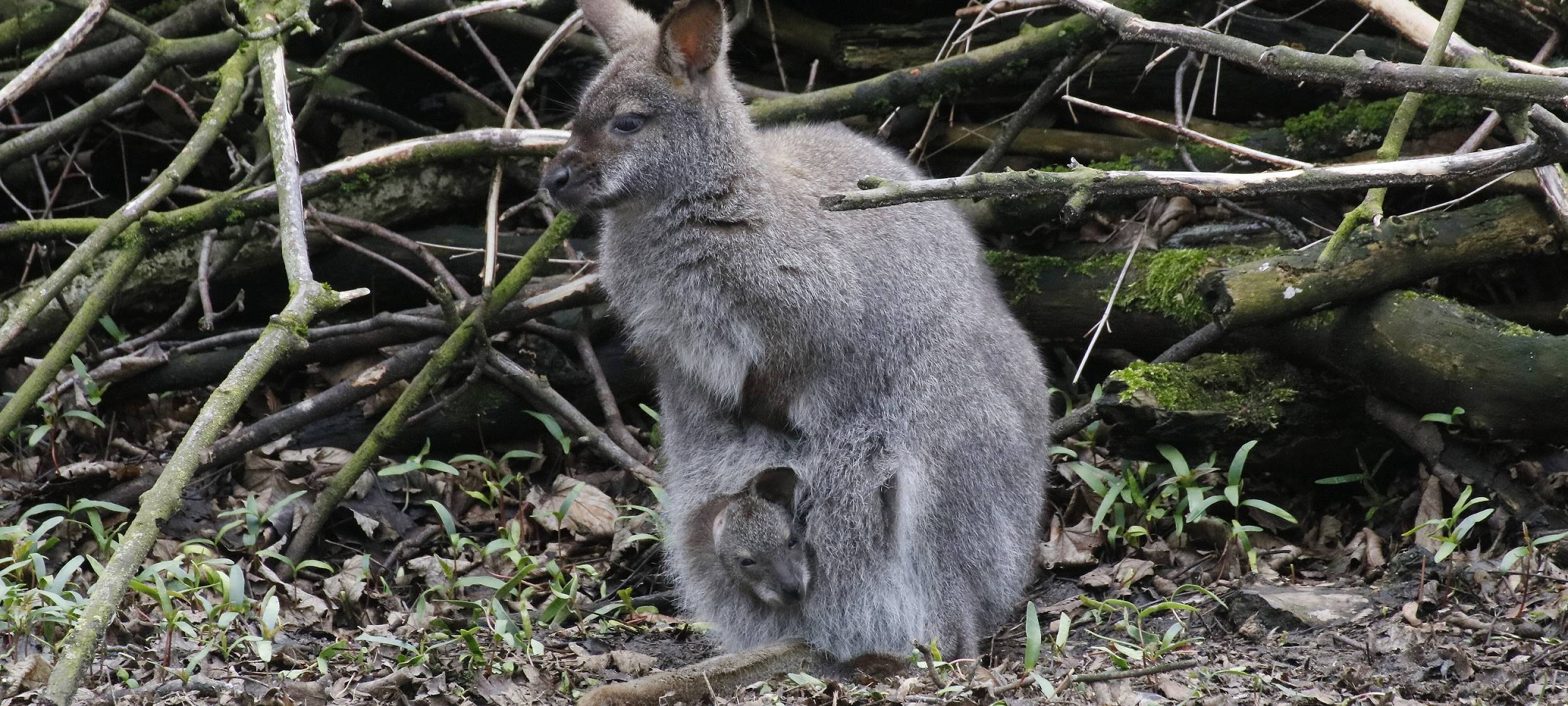 Nachwuchs im Duisburger Zoo
