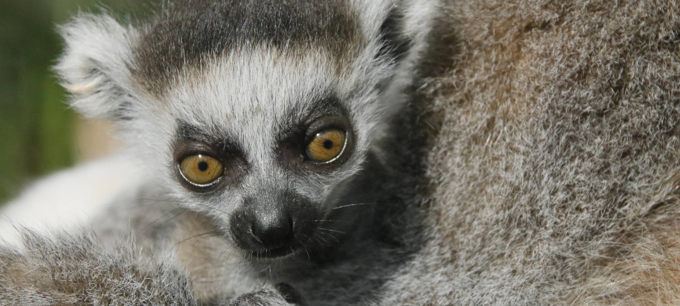 Nachwuchs im Duisburger Zoo