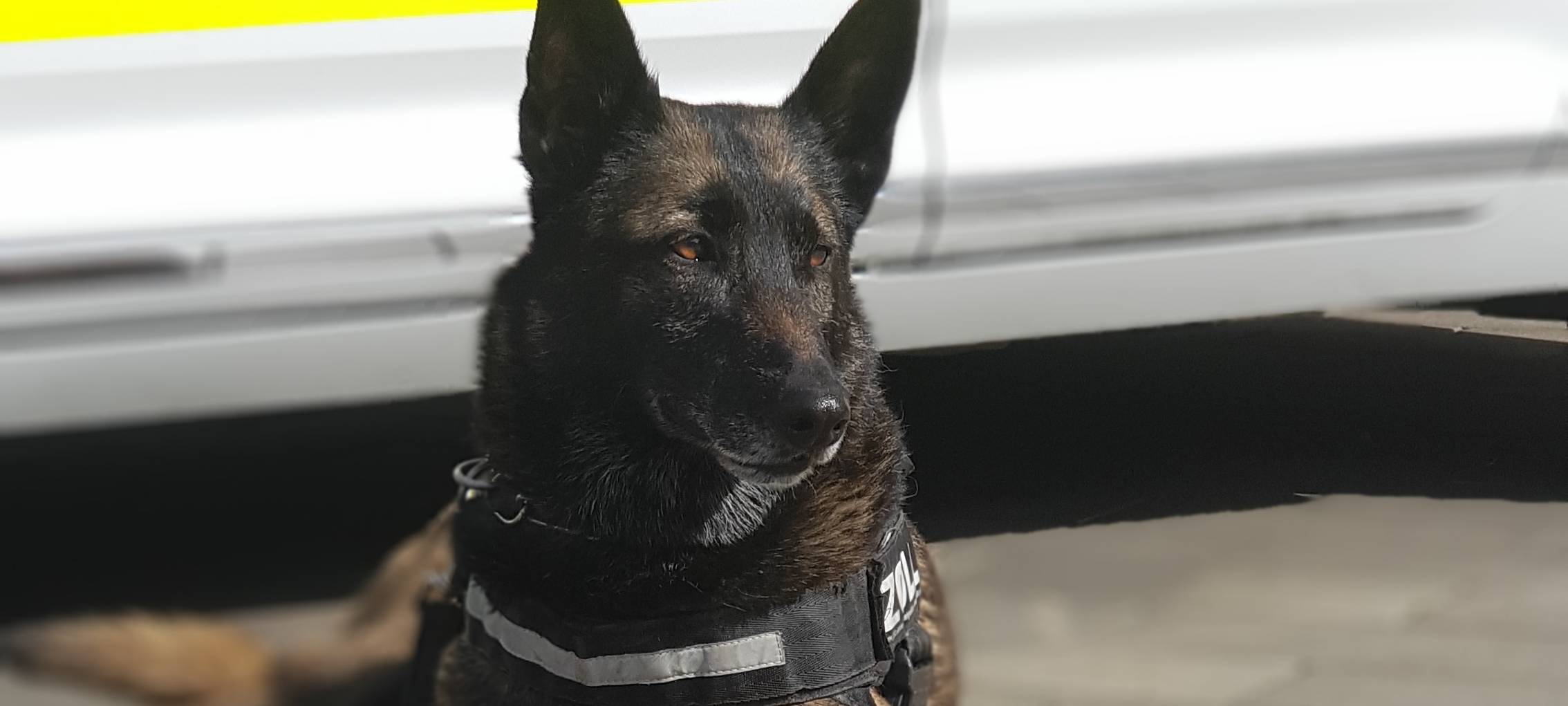 Zollhund Cleo erschnüffelt große Menge Kokain