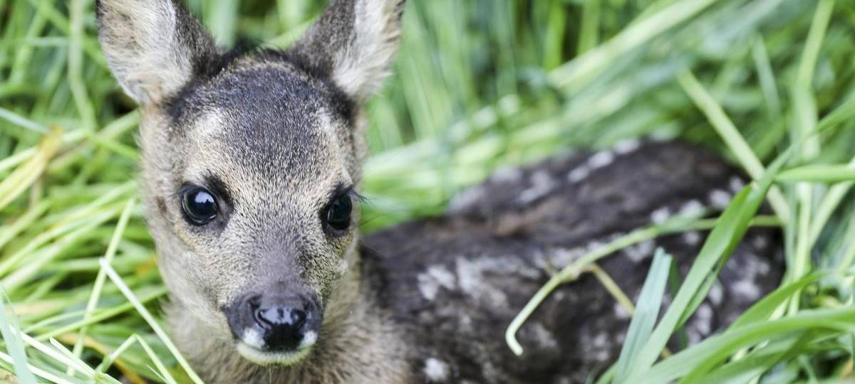 Rehkitze bei Mäharbeiten getötet