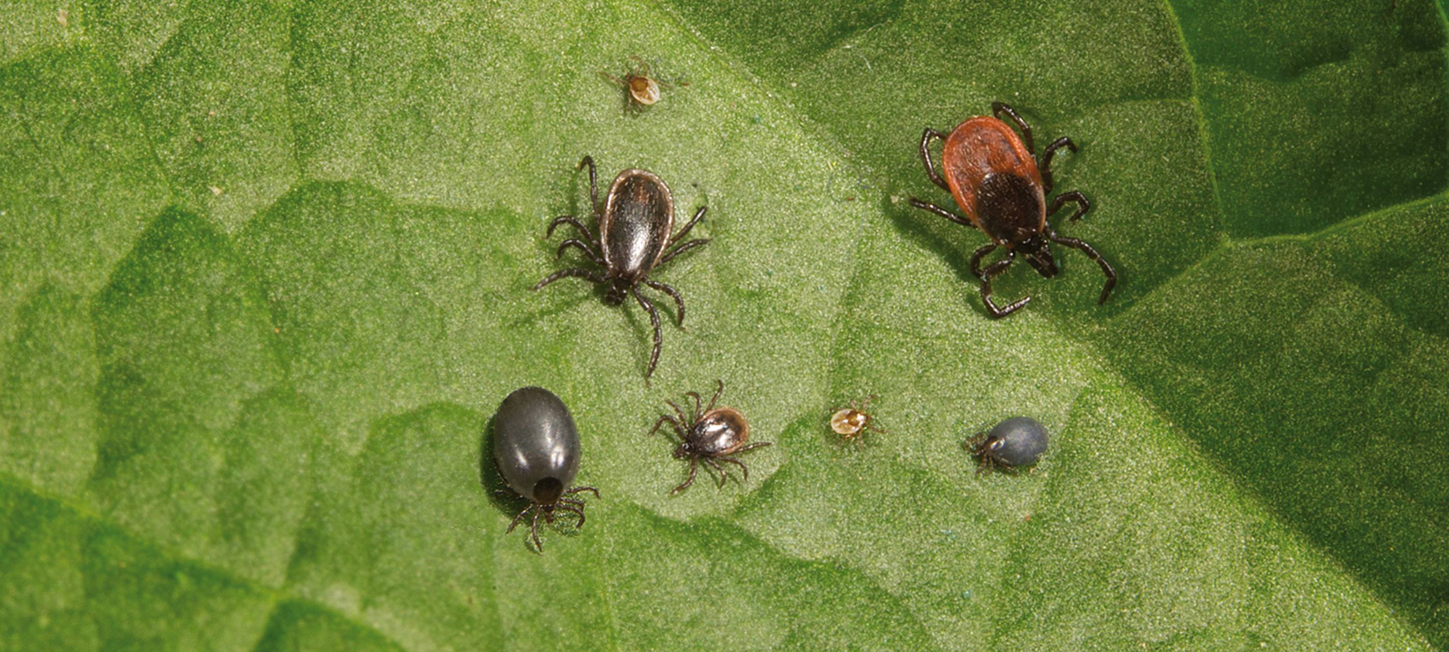 Zeckenzeit in Duisburg: Wie gefährlich sind Zecken wirklich?